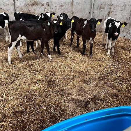 Lacken Farmyard Kilmihil Dış mekan fotoğraf