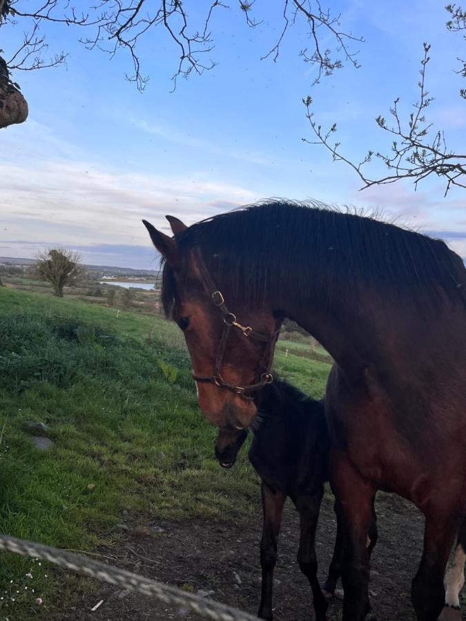 Lacken Farmyard Kilmihil Dış mekan fotoğraf