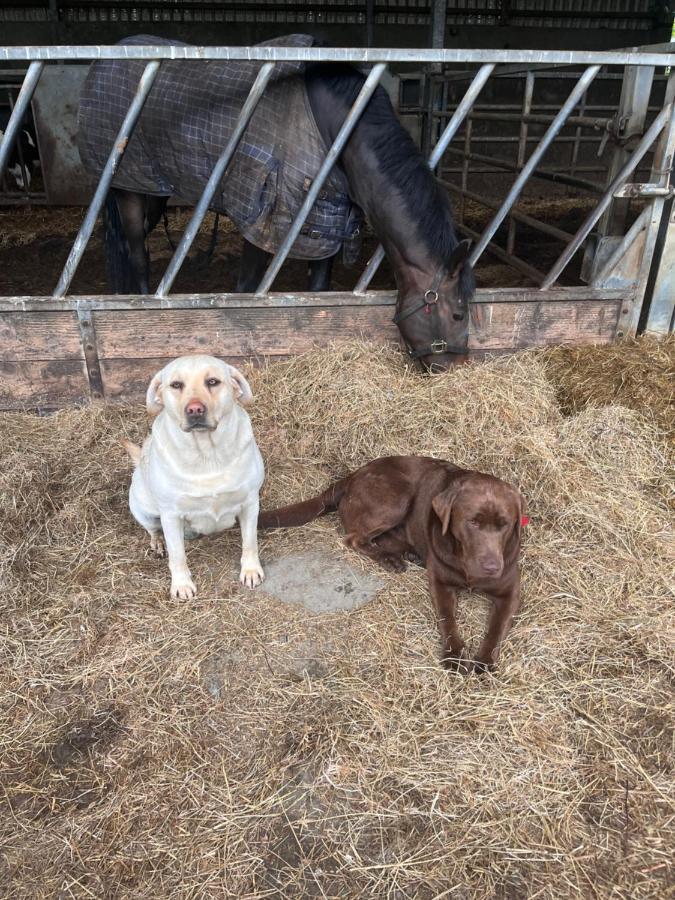 Lacken Farmyard Kilmihil Dış mekan fotoğraf